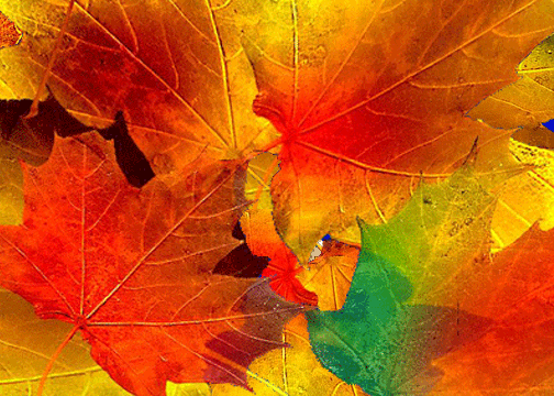 Welcome. Sep 17: Autumn Leaves