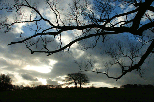 Welcome. Dec 11: Winter Trees Hampstead